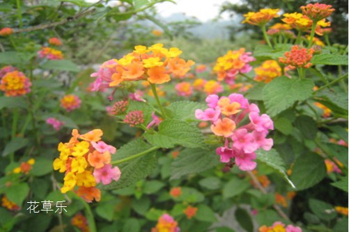 生姜片蜂蜜水亚洲精品无码久久毛片波多野吉，揭示摄影背后的故事与情感